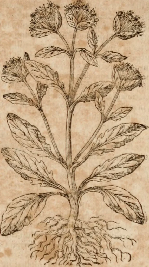 An illustration from Caspari Bavhini ... theatri botanici in qvo plantæ svpra sexcentæ ab ipso primum descriptæ cum plurimis figuris proponuntur, 1671, leaf 96