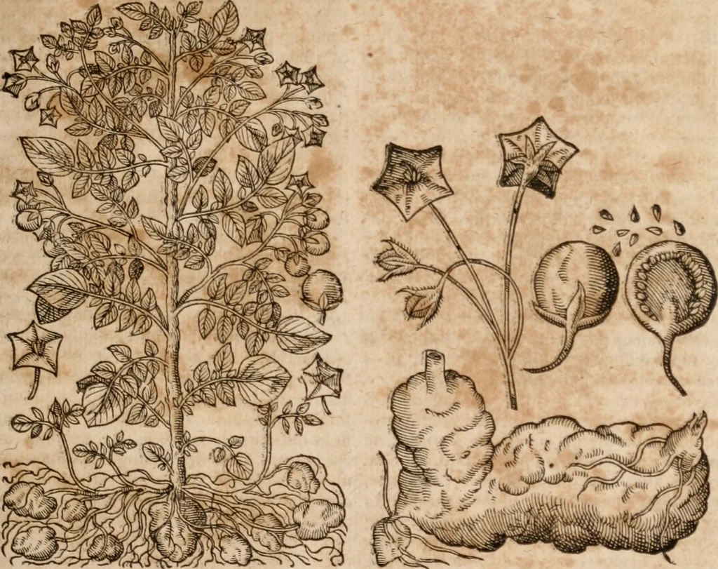 An illustration from Caspari Bavhini ... theatri botanici in qvo plantæ svpra sexcentæ ab ipso primum descriptæ cum plurimis figuris proponuntur, 1671, leaf 98