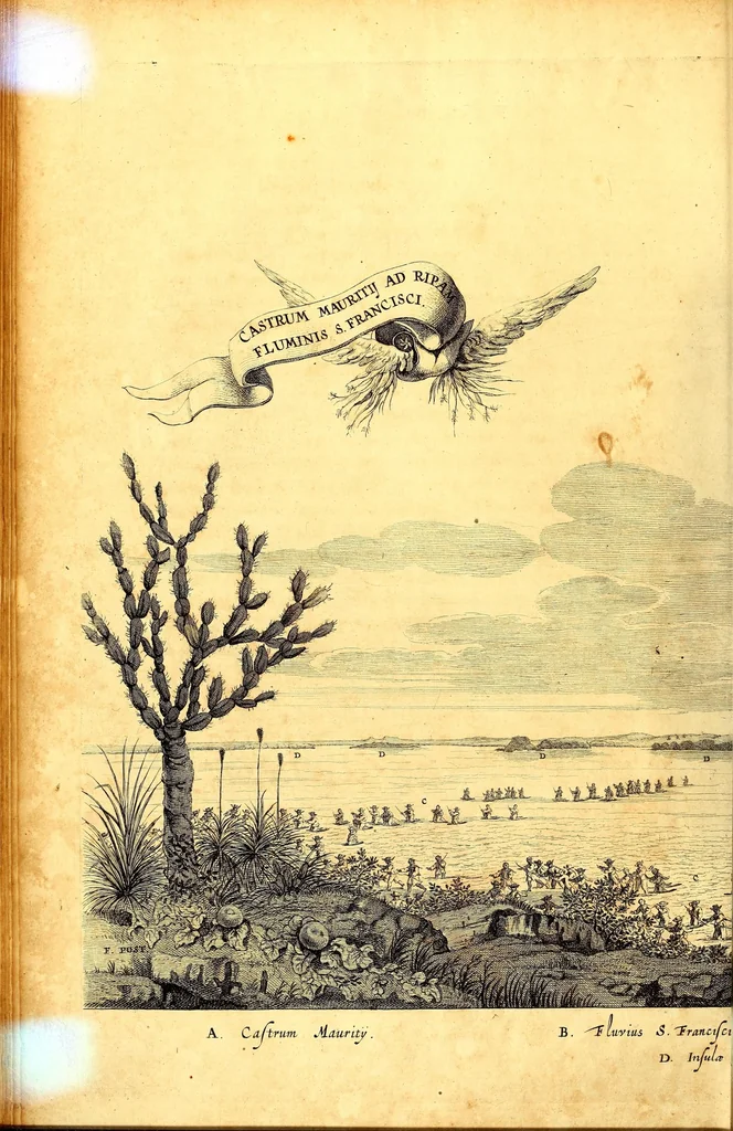 An illustration from Casparis Barlæi, rerum per octennium in Brasilia et alibi nuper gestarum, sub præfectura illustrissimi Comitis I. Mauritii, Nassoviæ, &c. comitis, nunc Vesaliæ gubernatoris & equitatus fderatorum Belgii ordd. sub Auriaco ductoris, historia, 1647, leaf 122
