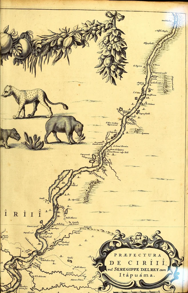 An illustration from Casparis Barlæi, rerum per octennium in Brasilia et alibi nuper gestarum, sub præfectura illustrissimi Comitis I. Mauritii, Nassoviæ, &c. comitis, nunc Vesaliæ gubernatoris & equitatus fderatorum Belgii ordd. sub Auriaco ductoris, historia, 1647, leaf 43