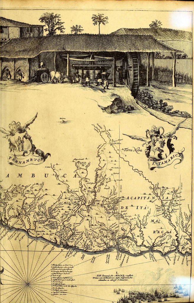 An illustration from Casparis Barlæi, rerum per octennium in Brasilia et alibi nuper gestarum, sub præfectura illustrissimi Comitis I. Mauritii, Nassoviæ, &c. comitis, nunc Vesaliæ gubernatoris & equitatus fderatorum Belgii ordd. sub Auriaco ductoris, historia, 1647, leaf 51