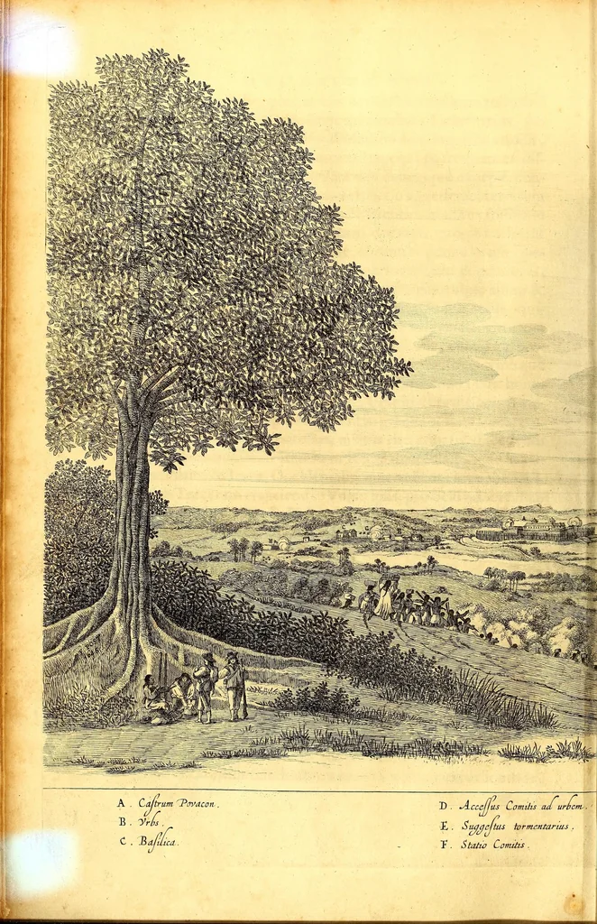 An illustration from Casparis Barlæi, rerum per octennium in Brasilia et alibi nuper gestarum, sub præfectura illustrissimi Comitis I. Mauritii, Nassoviæ, &c. comitis, nunc Vesaliæ gubernatoris & equitatus fderatorum Belgii ordd. sub Auriaco ductoris, historia, 1647, leaf 82