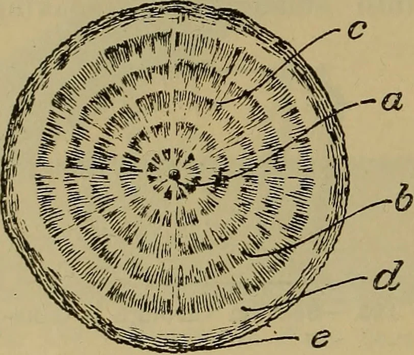 An illustration from Cassells' carpentry and joinery, 1907, leaf 41
