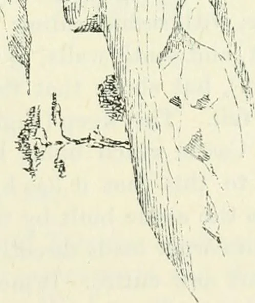 An illustration from The castellated and domestic architecture of Scotland, from the twelfth to the eighteenth century, 1887, leaf 158