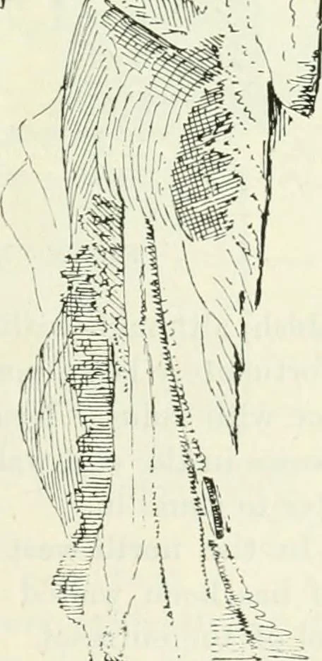 An illustration from The castellated and domestic architecture of Scotland, from the twelfth to the eighteenth century, 1887, leaf 180