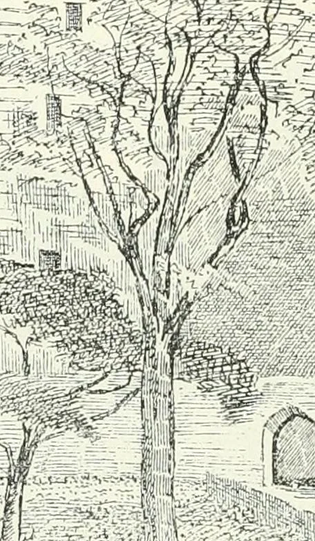 An illustration from The castellated and domestic architecture of Scotland, from the twelfth to the eighteenth century, 1887, leaf 351