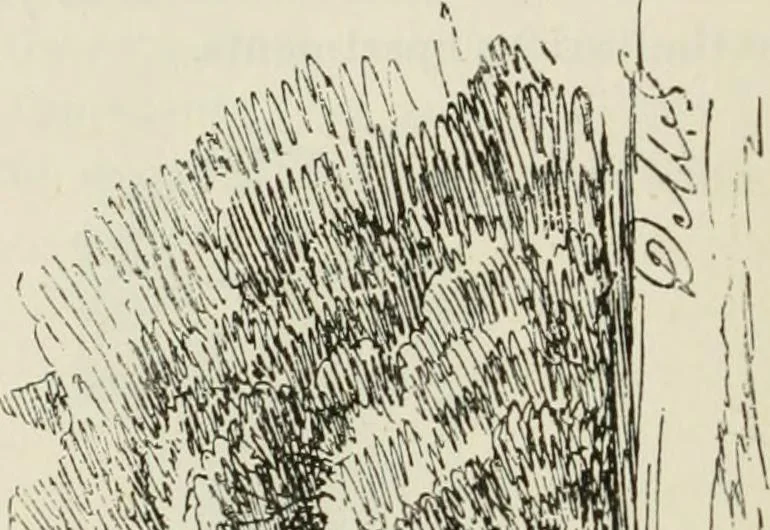 An illustration from The castellated and domestic architecture of Scotland, from the twelfth to the eighteenth century, 1887, leaf 185
