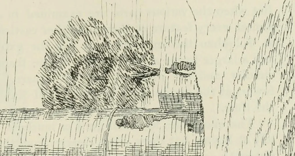 An illustration from The castellated and domestic architecture of Scotland, from the twelfth to the eighteenth century, 1887, leaf 320