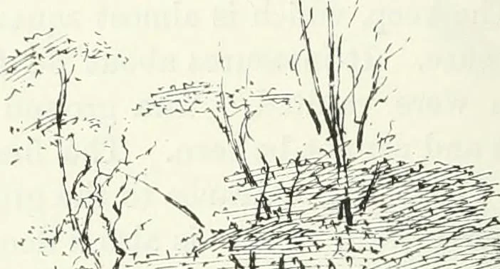 An illustration from The castellated and domestic architecture of Scotland, from the twelfth to the eighteenth century, 1887, leaf 267