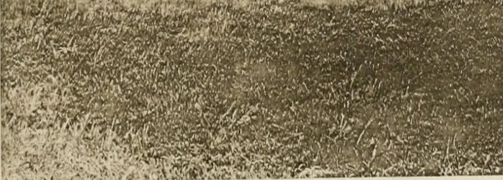 An illustration from The castles of England, their story and structure, 1896, leaf 170