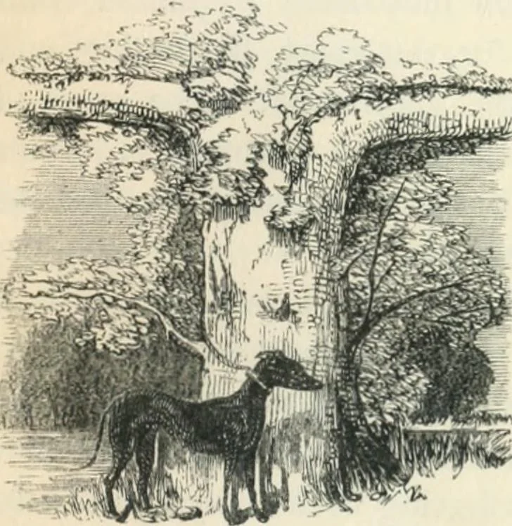 An illustration from The castles, palaces, and prisons of Mary of Scotland, 1850, leaf 36