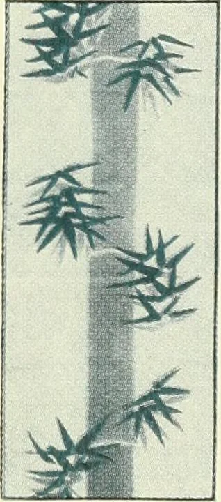 An illustration from [Catalog], 1914, leaf 11