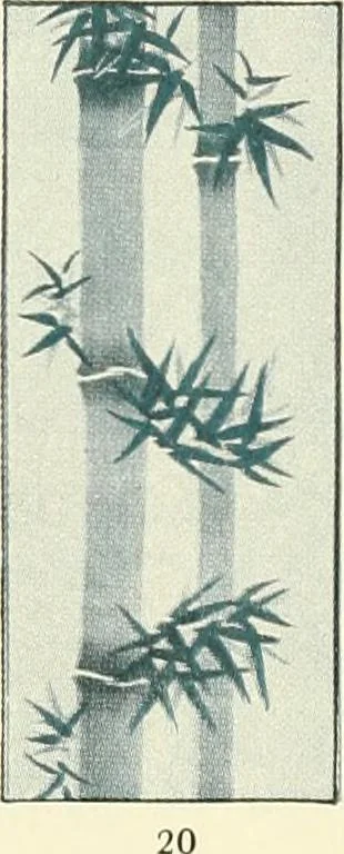 An illustration from [Catalog], 1914, leaf 11