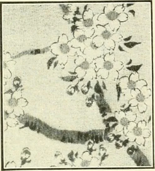 An illustration from [Catalog], 1914, leaf 7
