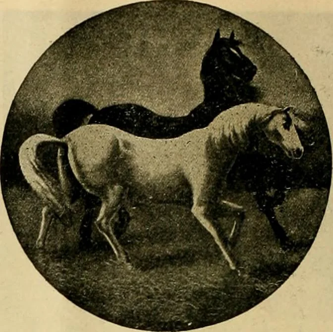 An illustration from [Catalog], 1902, leaf 33