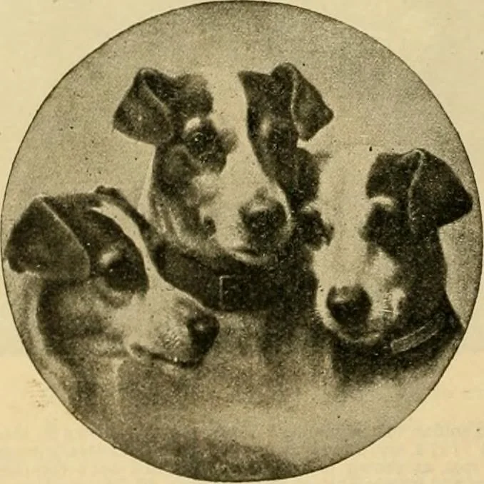 An illustration from [Catalog], 1902, leaf 33