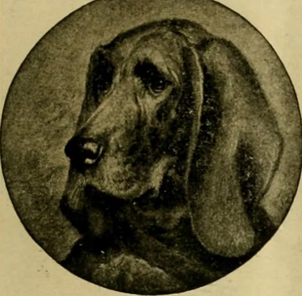 An illustration from [Catalog], 1902, leaf 34