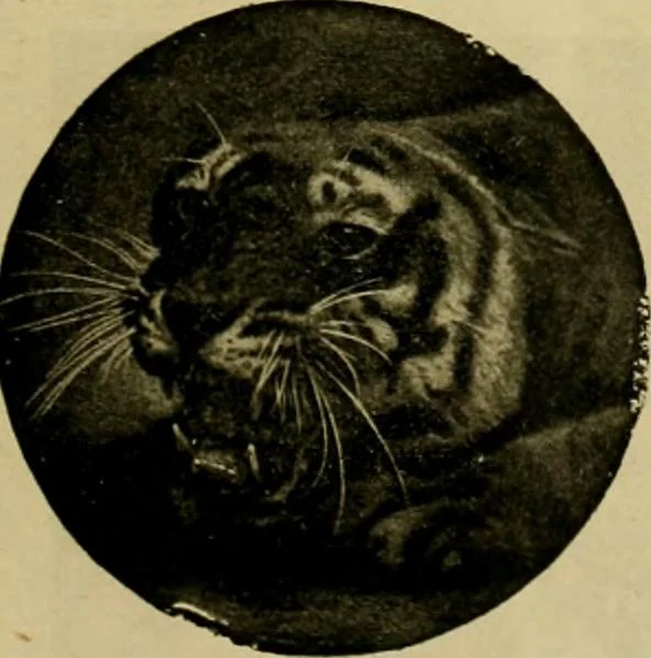 An illustration from [Catalog], 1902, leaf 34