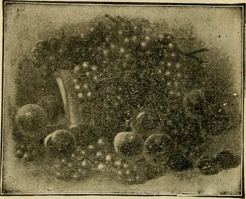 An illustration from [Catalog], 1902, leaf 49