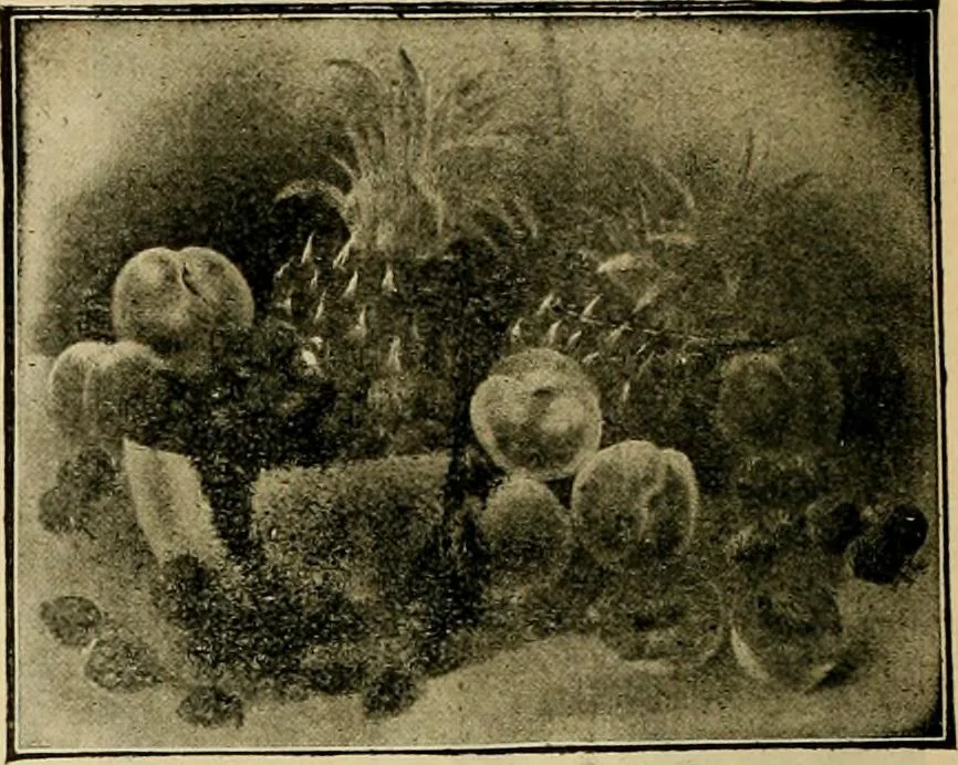An illustration from [Catalog], 1902, leaf 49