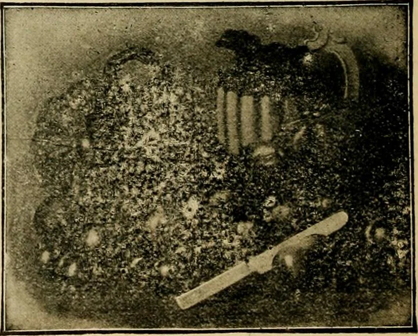 An illustration from [Catalog], 1902, leaf 49