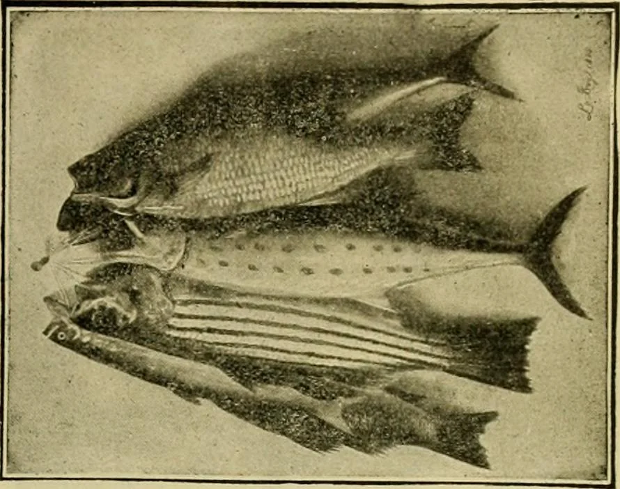 An illustration from [Catalog], 1902, leaf 50