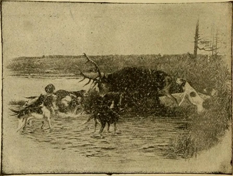 An illustration from [Catalog], 1902, leaf 57
