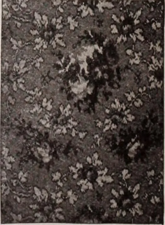 An illustration from [Catalog]., 1908, leaf 232