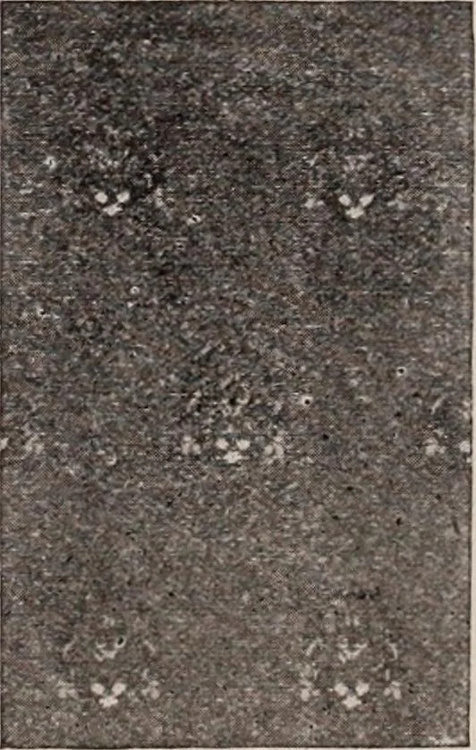 An illustration from [Catalog]., 1908, leaf 233