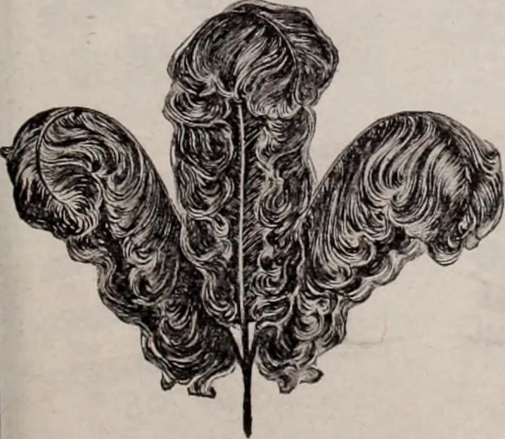 An illustration from [Catalog]., 1908, leaf 68