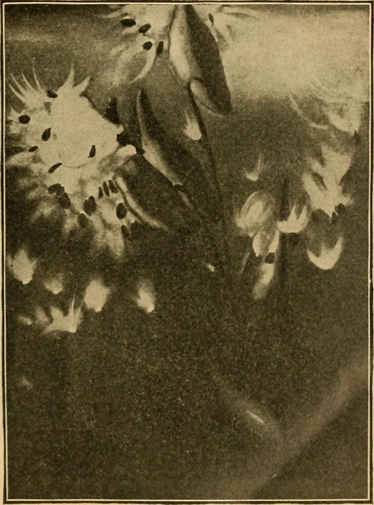 An illustration from Catalog E., 1909, leaf 14