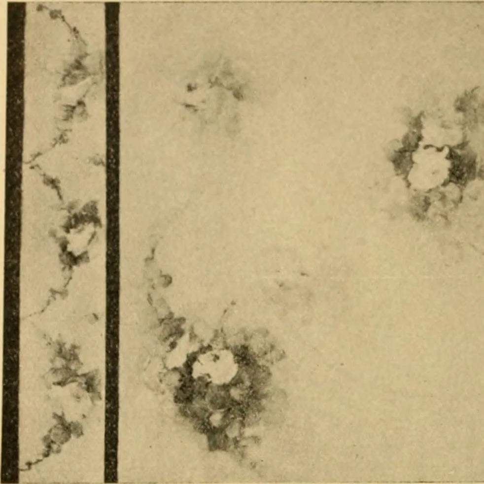 An illustration from Catalog E., 1909, leaf 19
