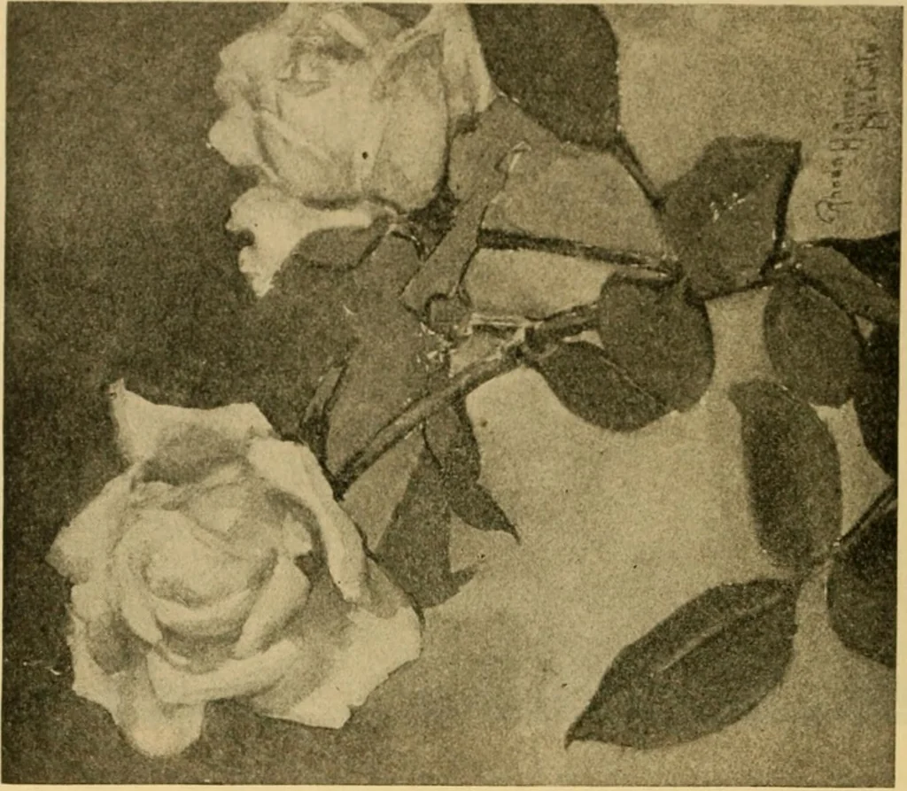 An illustration from Catalog E., 1909, leaf 23