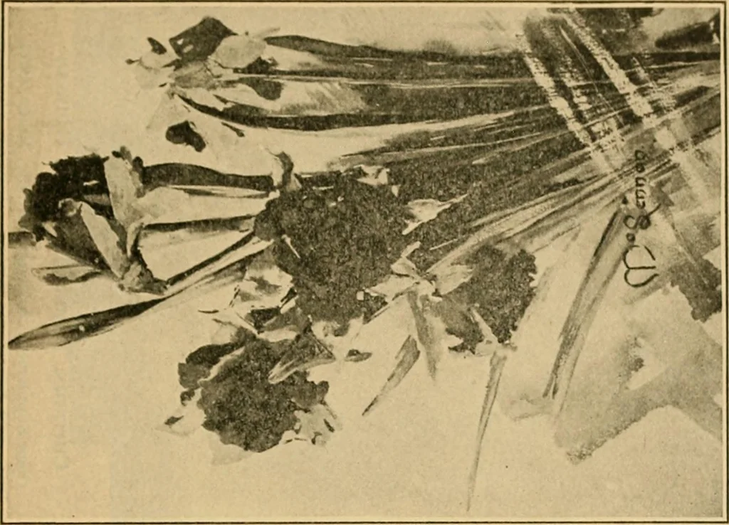 An illustration from Catalog E., 1909, leaf 24