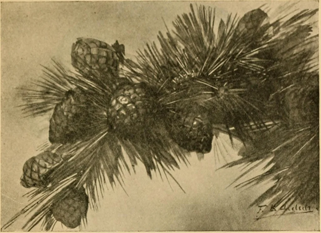 An illustration from Catalog E., 1909, leaf 40