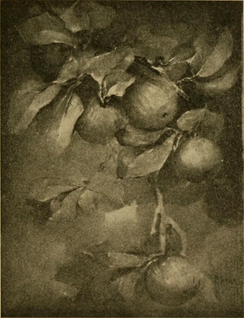 An illustration from Catalog E., 1909, leaf 40