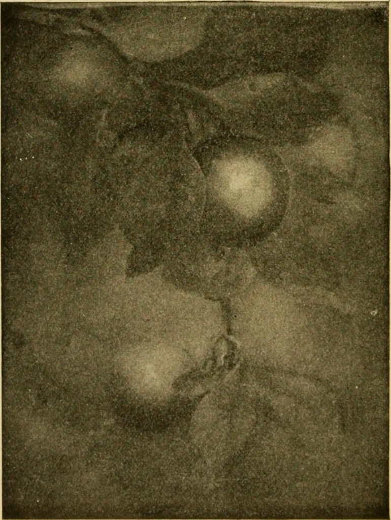 An illustration from Catalog E., 1909, leaf 41
