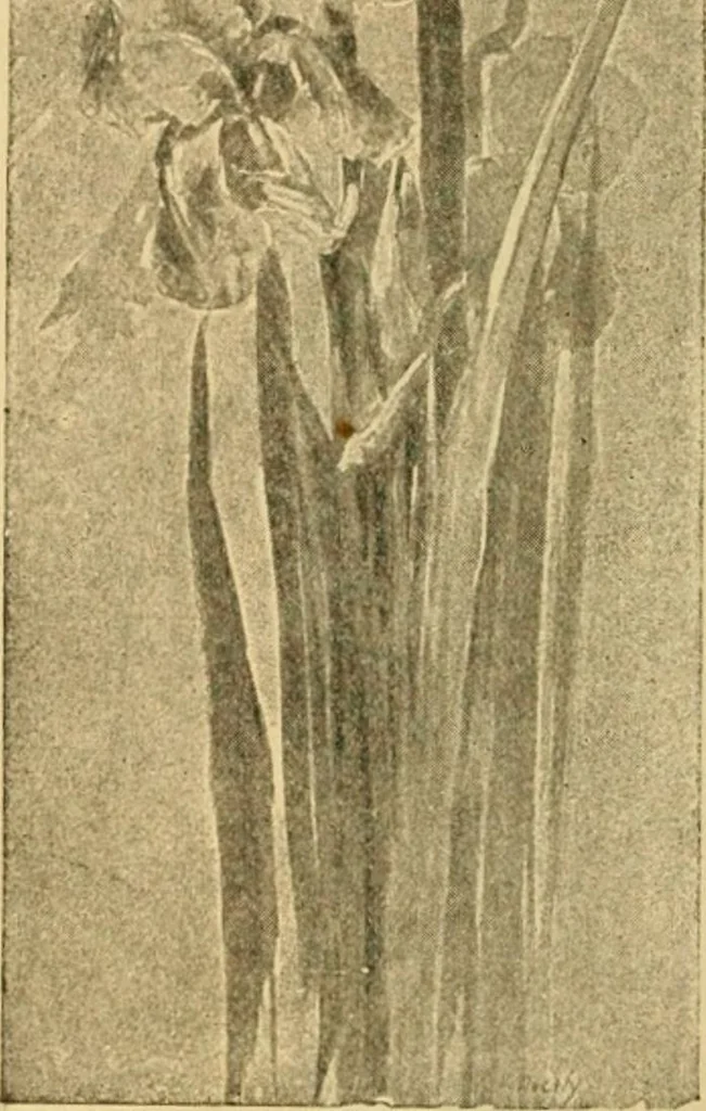 An illustration from Catalog E., 1909, leaf 43
