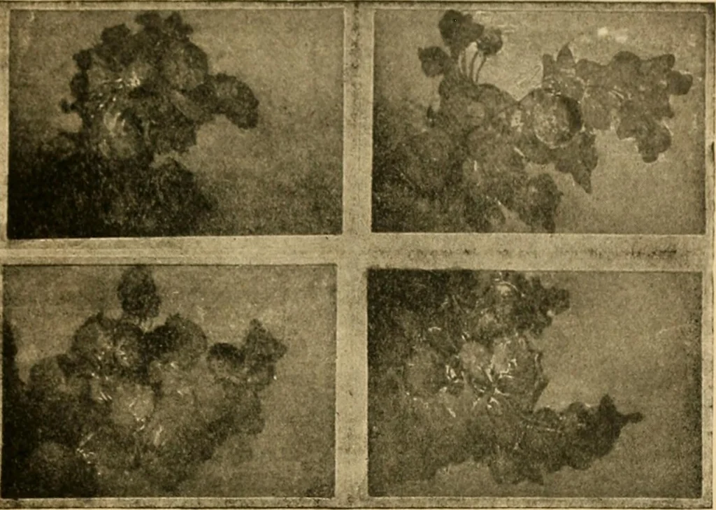 An illustration from Catalog E., 1909, leaf 46