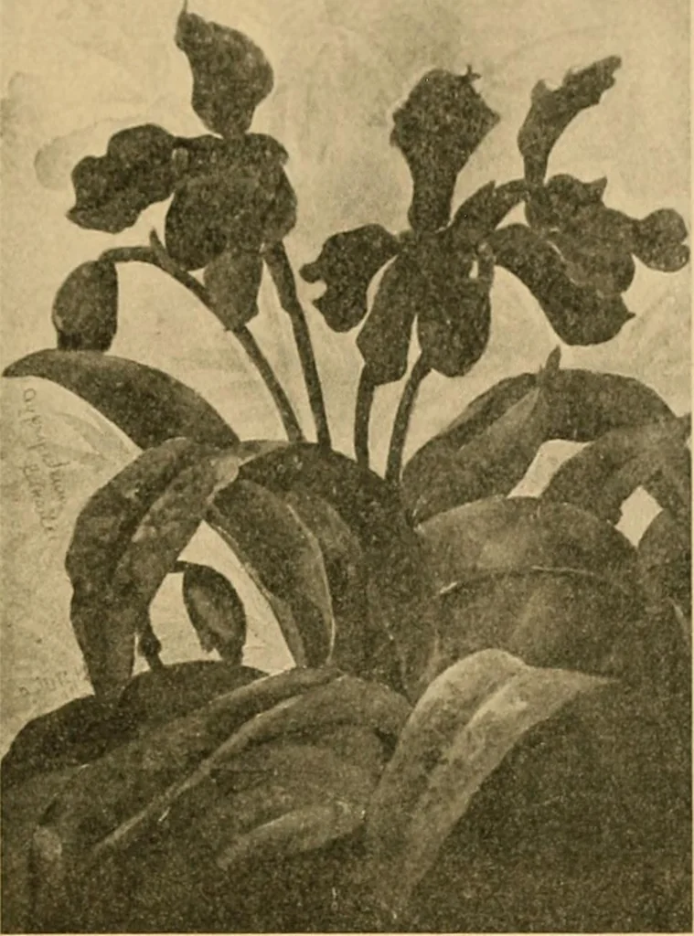 An illustration from Catalog E., 1909, leaf 48