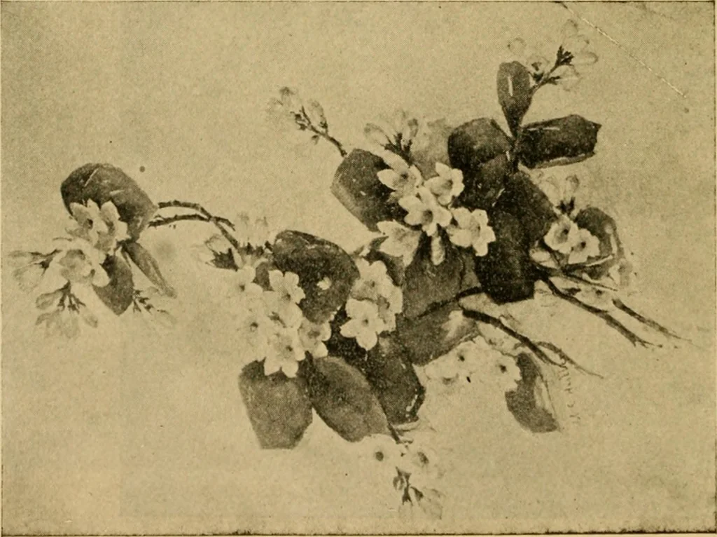An illustration from Catalog E., 1909, leaf 57