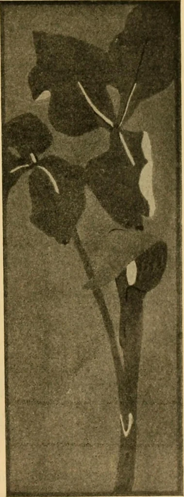 An illustration from Catalog E., 1909, leaf 58