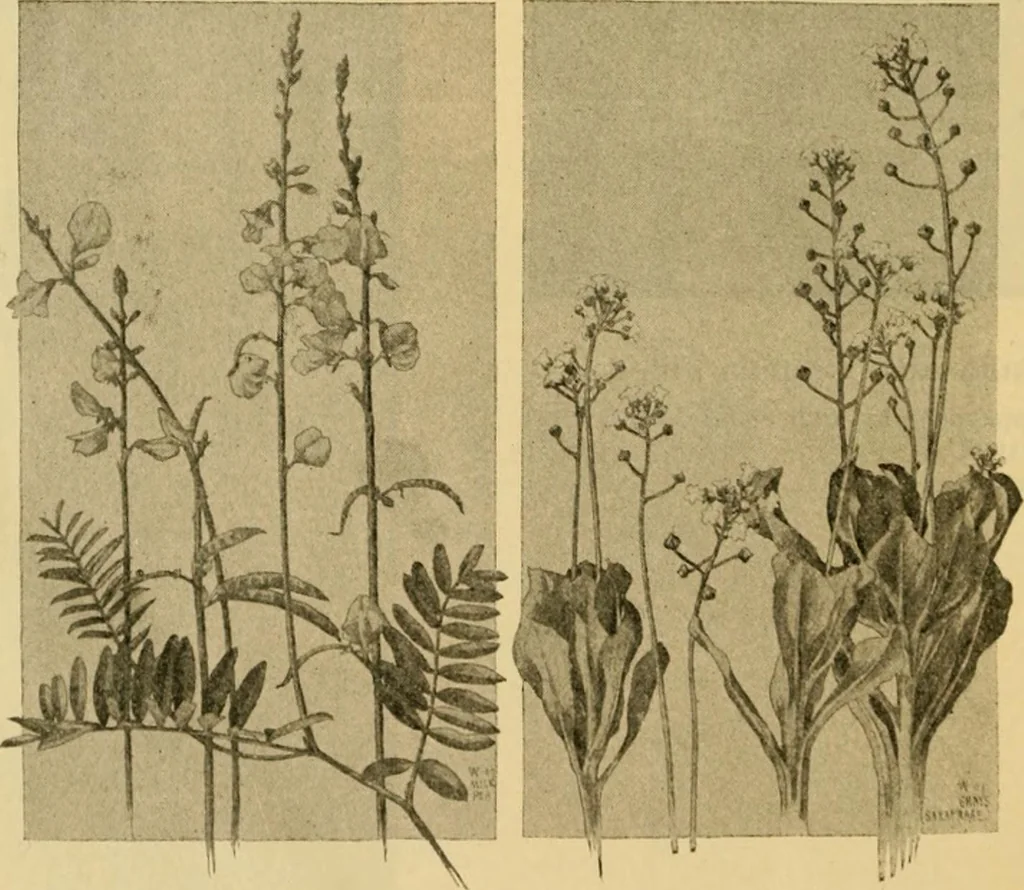 An illustration from Catalog E., 1909, leaf 59