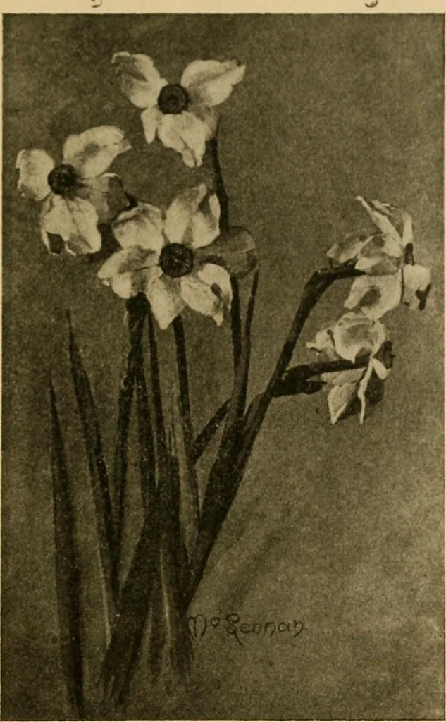An illustration from Catalog E., 1909, leaf 62