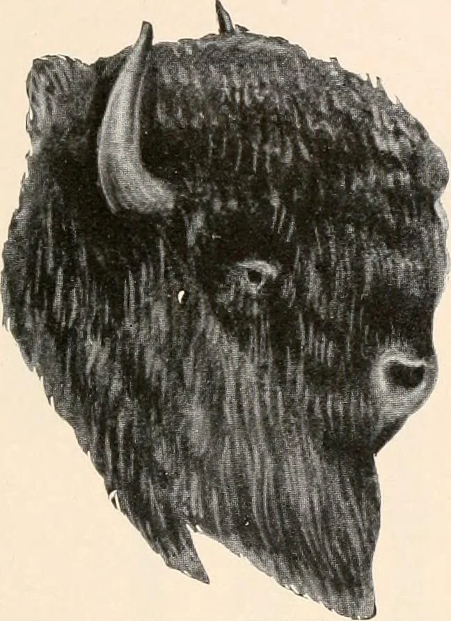 An illustration from Catalog no. 177, 1911, leaf 74