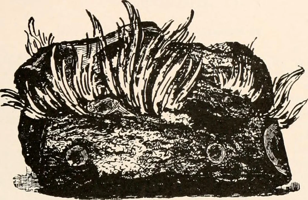 An illustration from Catalog no. 177, 1911, leaf 92