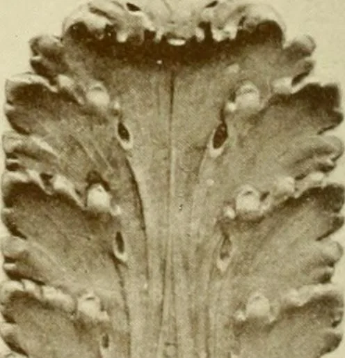 An illustration from Catalog of Capitals, brackets and compo ornament for exterior and interior decoration, 1900, leaf 61