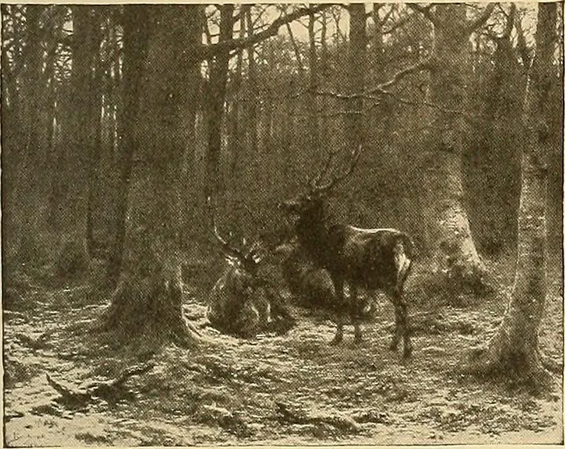 An illustration from Catalog of large carbon photographs, photogravures, engravings, etchings and copper-plate paintings in the educational art exhibitions of A.W. Elson & Company with a list of other pictures recommended for school, library, and home decoration, 1910, leaf 58