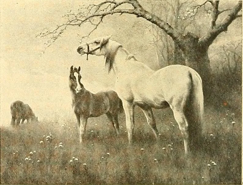An illustration from Catalog of large carbon photographs, photogravures, engravings, etchings and copper-plate paintings in the educational art exhibitions of A.W. Elson & Company with a list of other pictures recommended for school, library, and home decoration, 1910, leaf 63