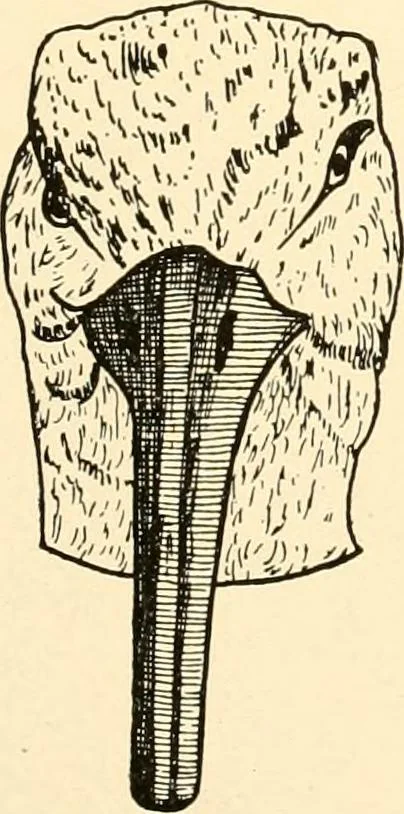 An illustration from [Catalogue], 1908, leaf 86